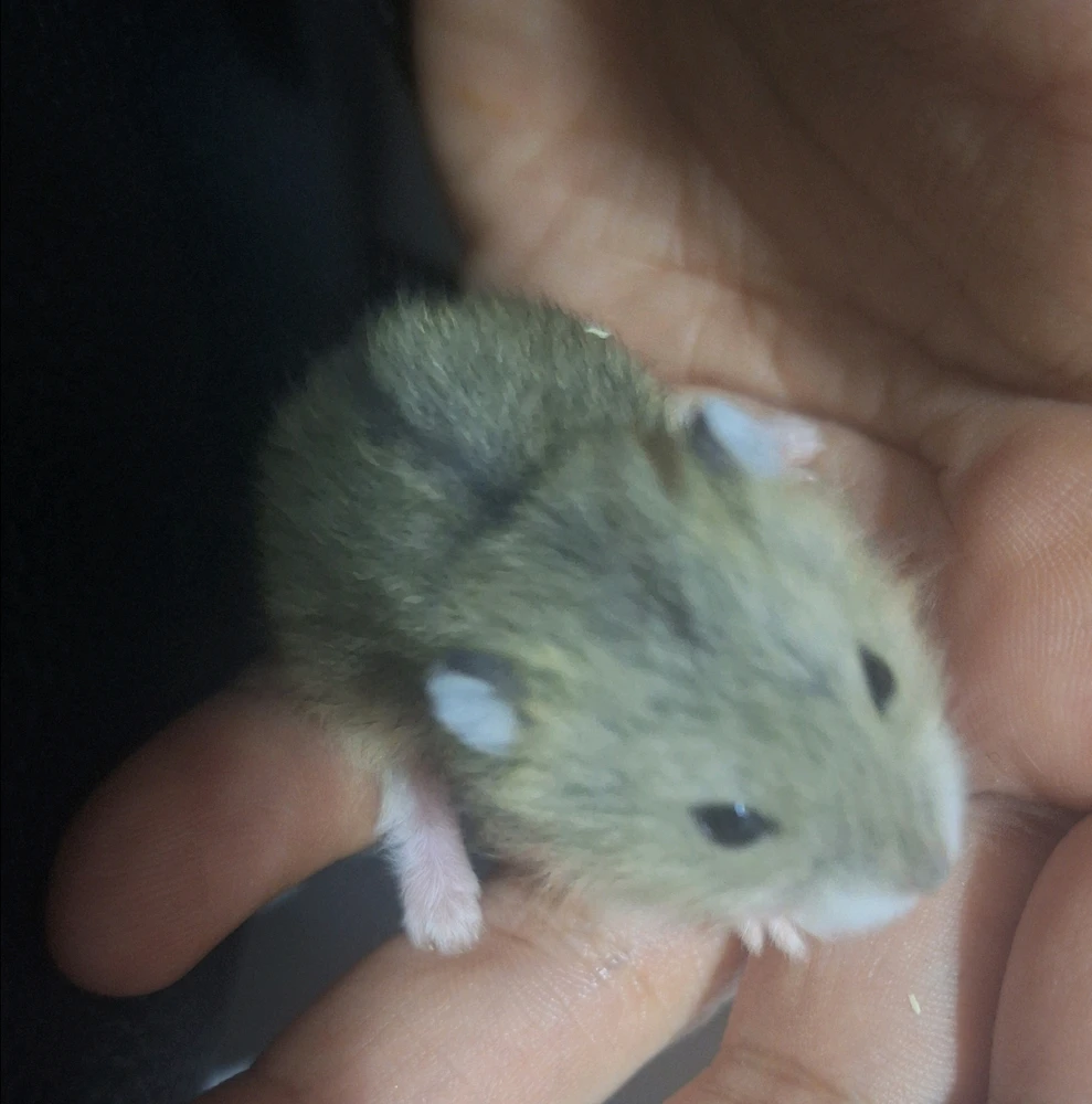 GIF subido por Abigahild