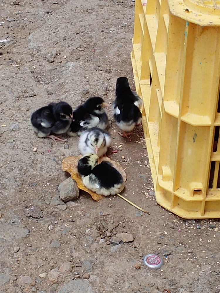 GIF uploaded by Aica