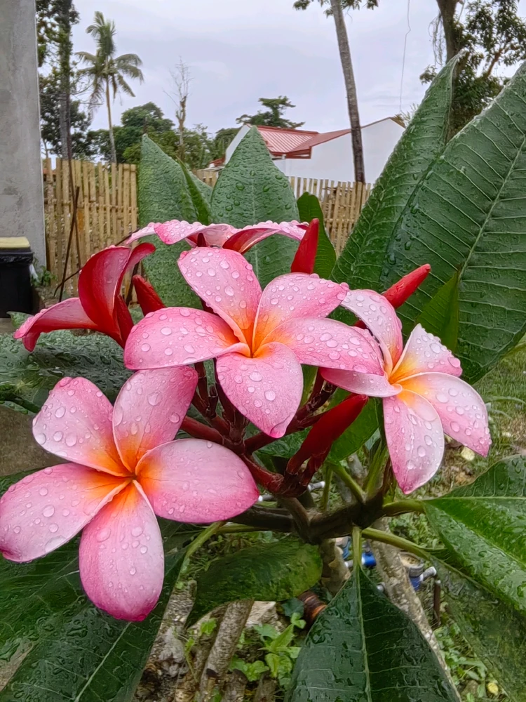 Image uploaded by Grace