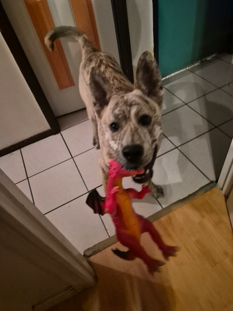 My pup Yuki trying to pass me his dragon toy 🥰✨️