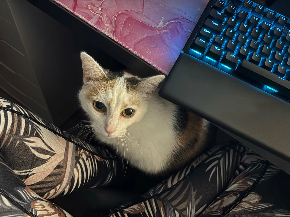 GIF hochgeladen von Lisa