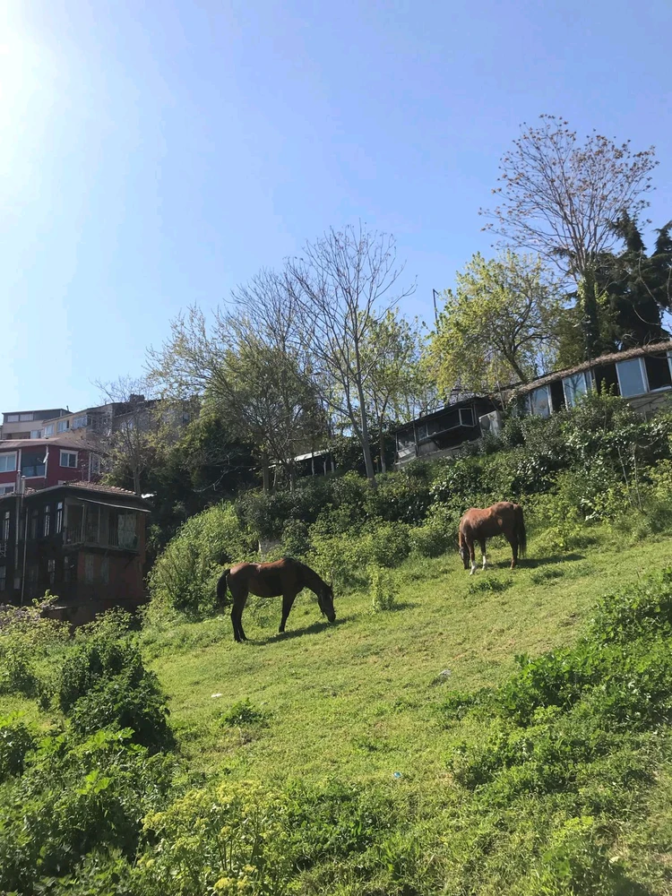 Ece tarafından yüklenen GIF