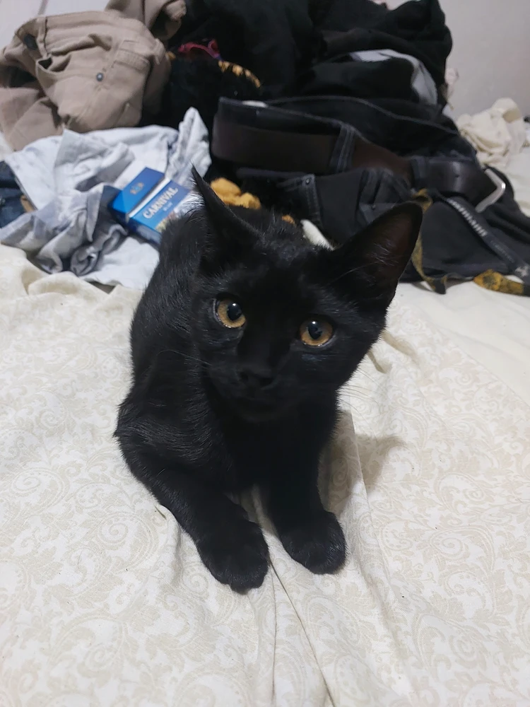 GIF subido por Nicolás