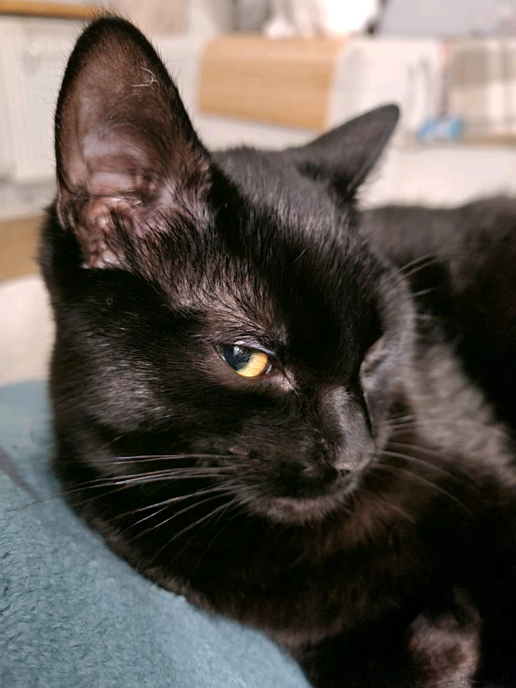 GIF uploaded by Shaun