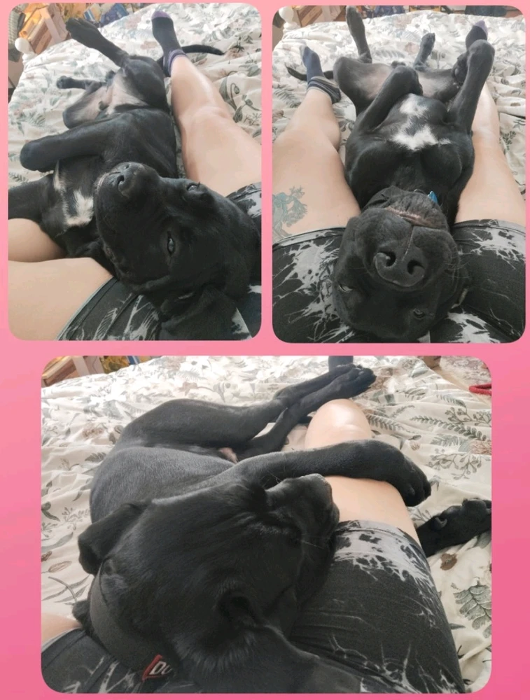 Maja által feltöltött GIF