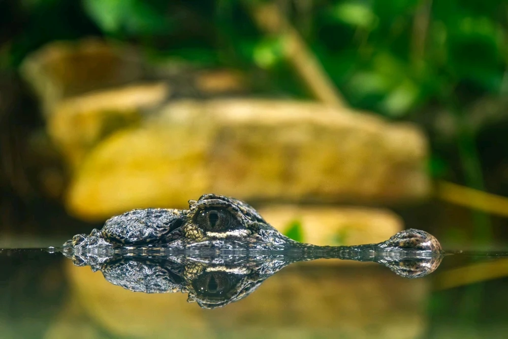 Image uploaded by Daniel Villarreal