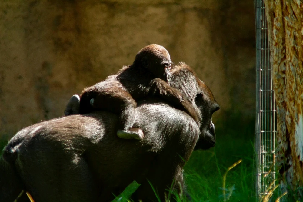 Image uploaded by Daniel Villarreal