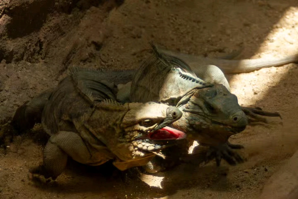 Image uploaded by Daniel Villarreal