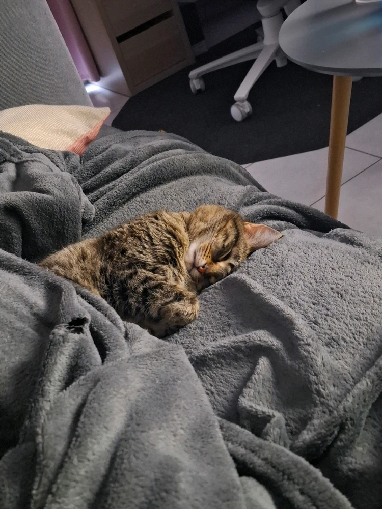 Image ajoutée par Pshalina