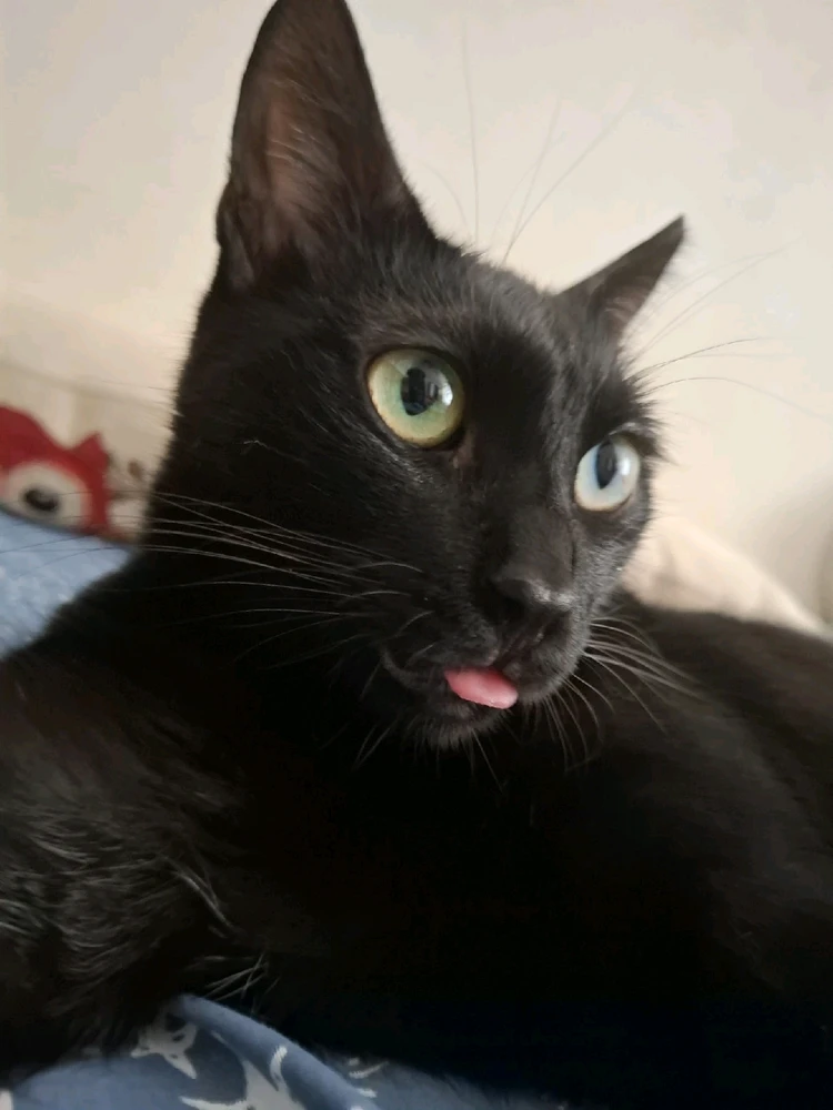 GIF încărcat de Sorina