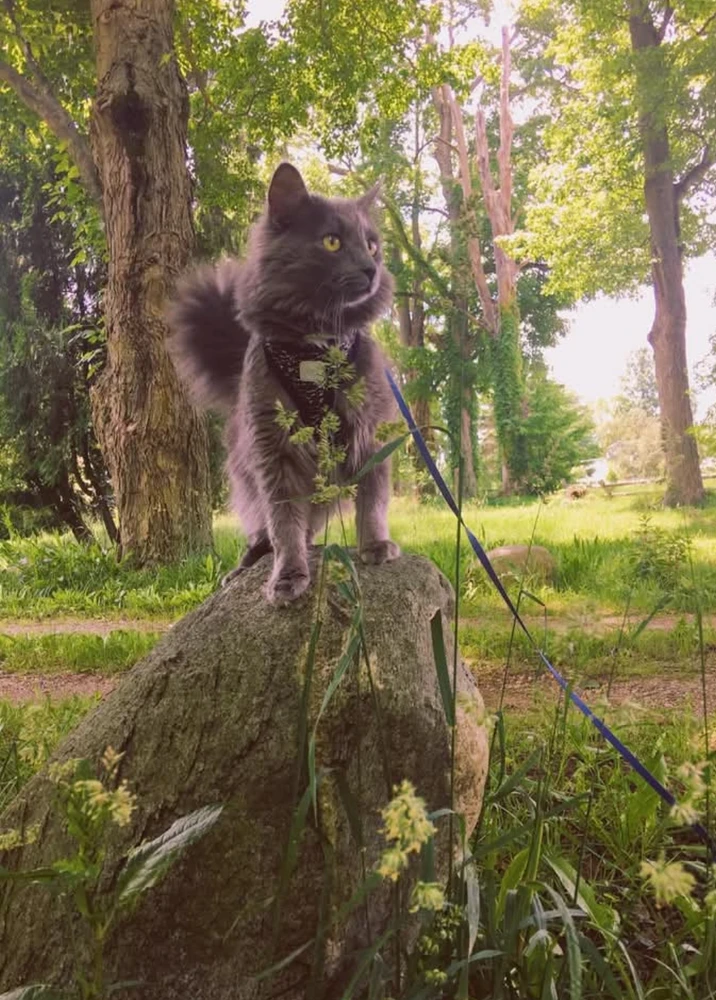 Image uploaded by Ruby