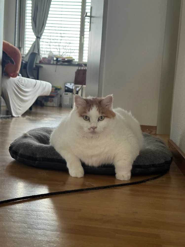 GIF uploaded by Tobias