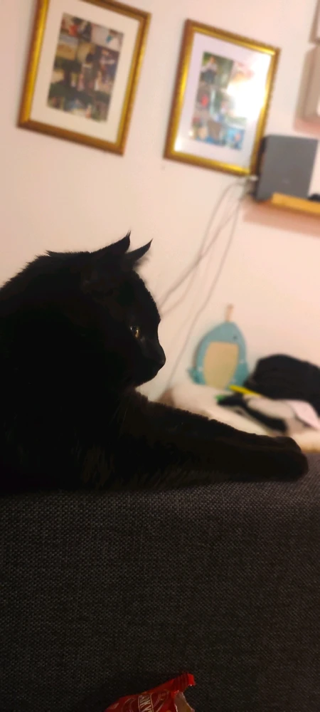 GIF hochgeladen von Carina