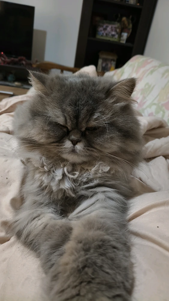 GIF uploaded by Rade