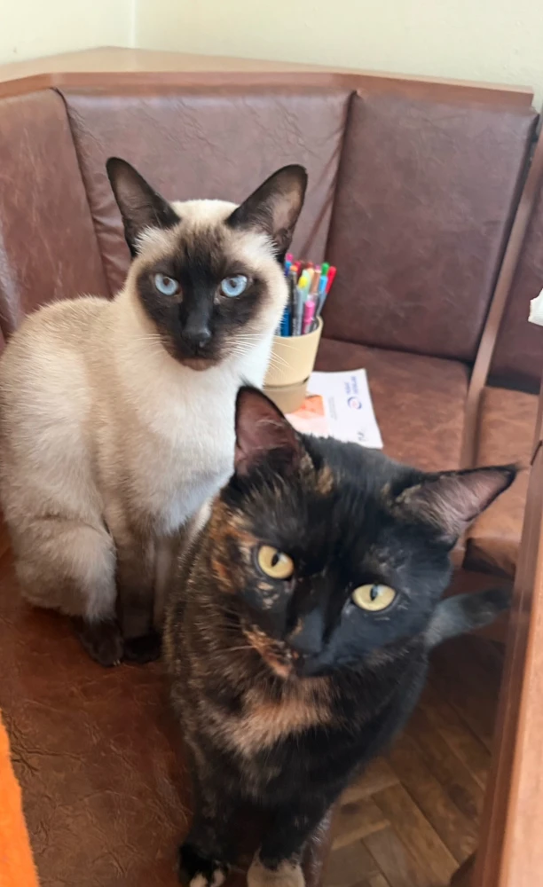 Merve tarafından yüklenen GIF