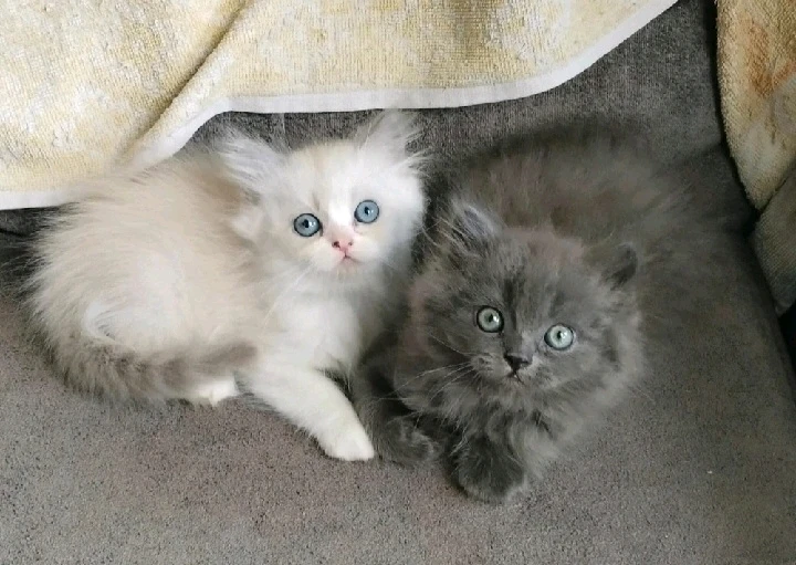 GIF uploaded by Nikhil