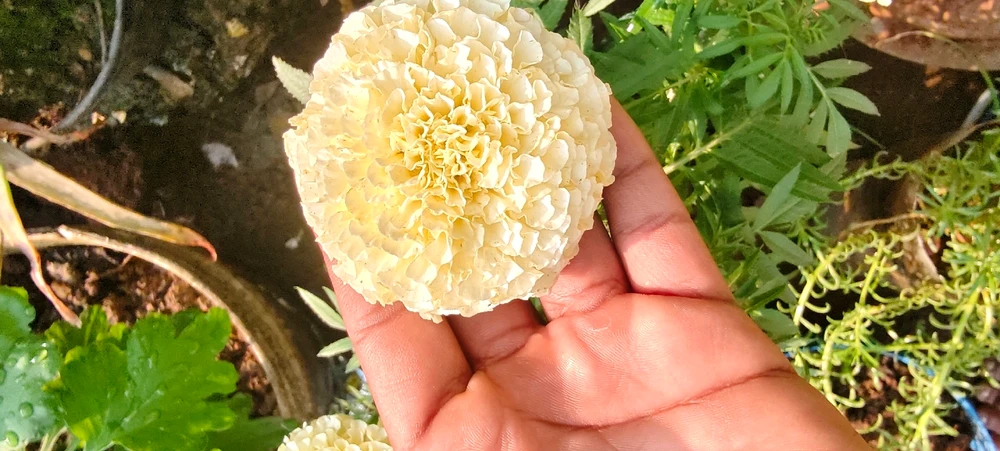 Image uploaded by Soumya ranjan mahanta