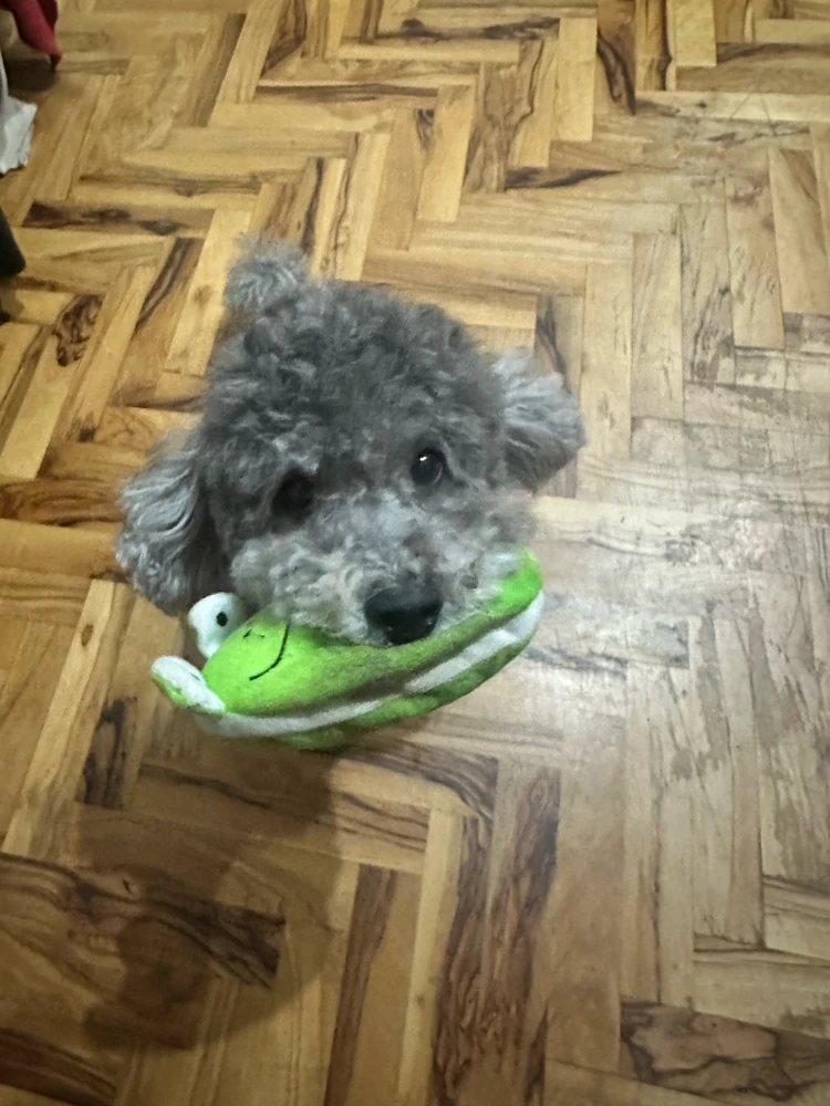 GIF caricata da Smile😆🌺