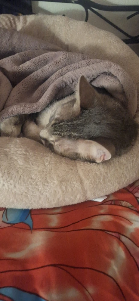 GIF uploaded by Collin