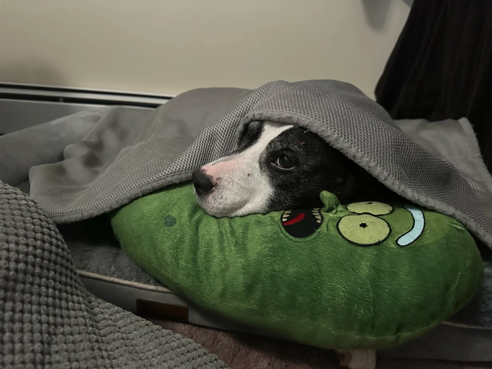 GIF uploaded by David