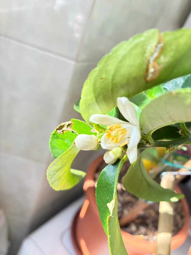 Immagine caricata da Susanna