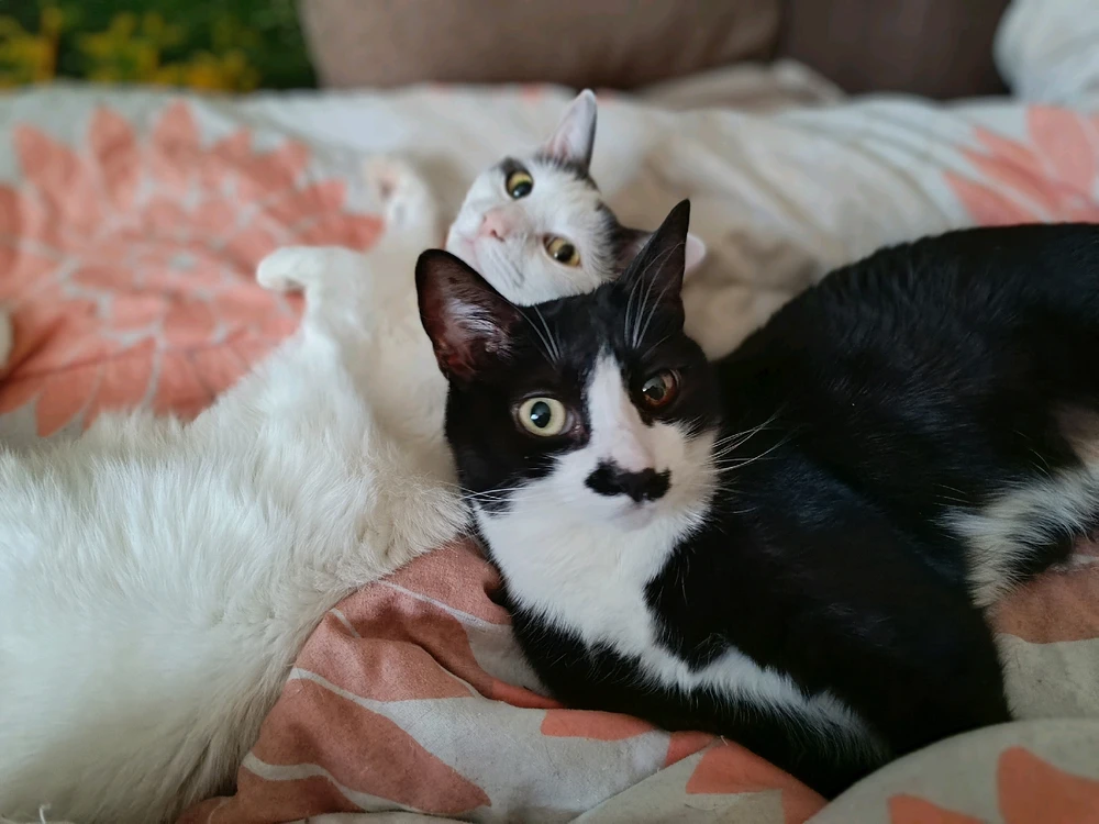 GIF качен от Лора