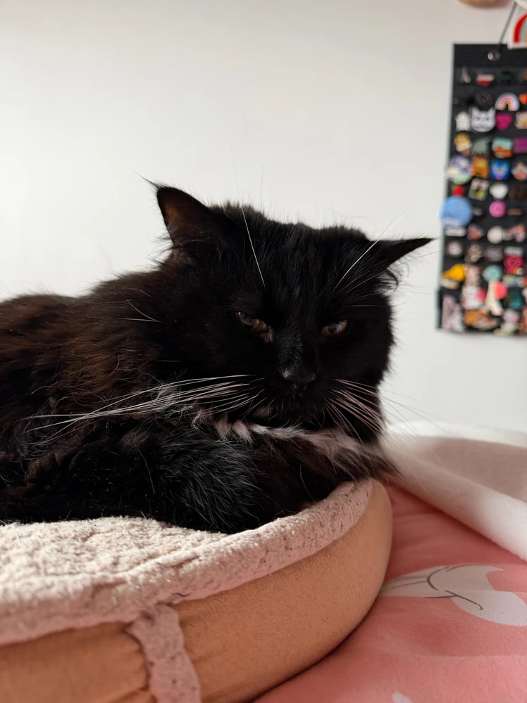 GIF uploaded by Sophie