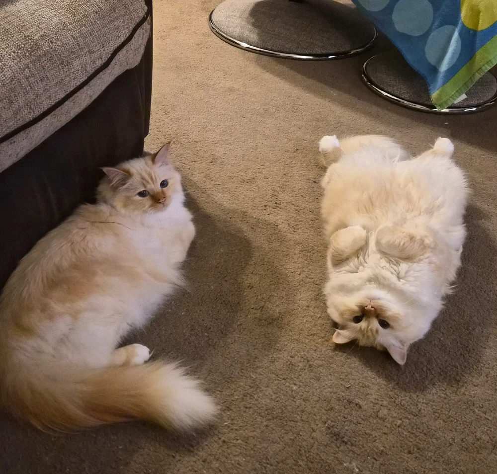 GIF uploaded by Adam