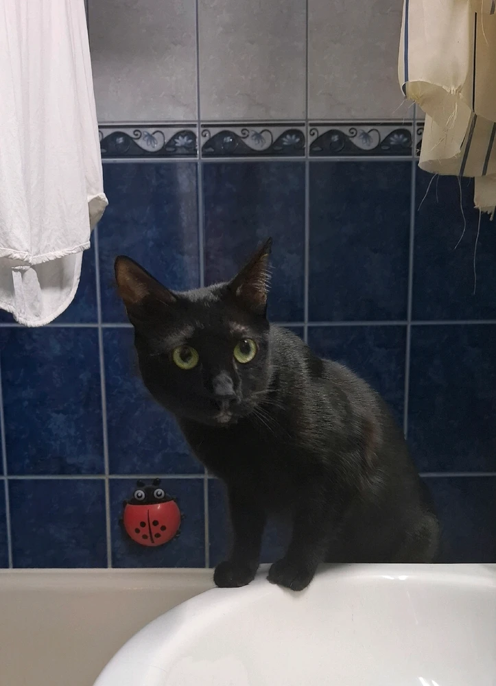 Imagine încărcată de Sorina