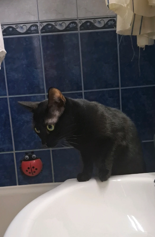 Imagine încărcată de Sorina