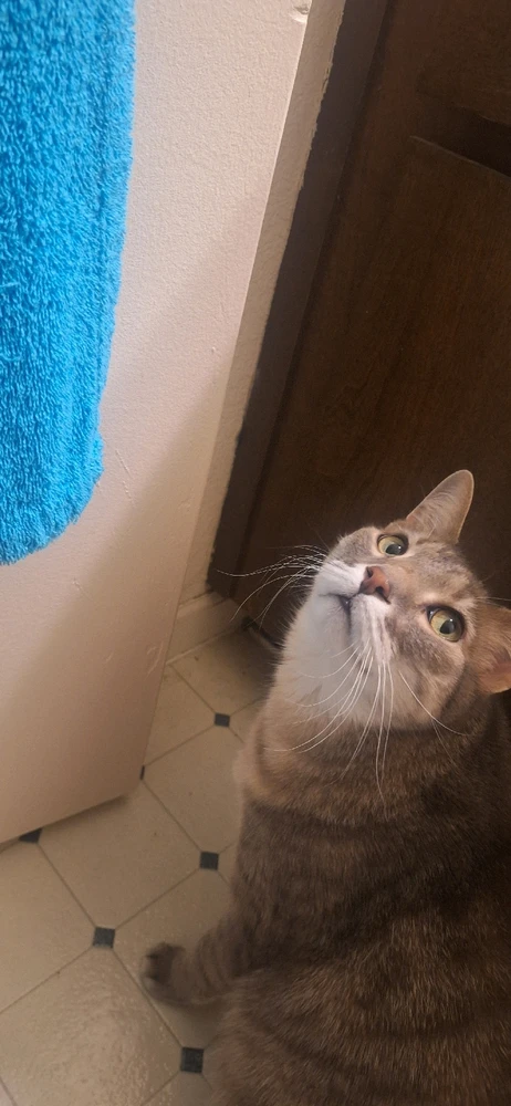 GIF uploaded by Collin