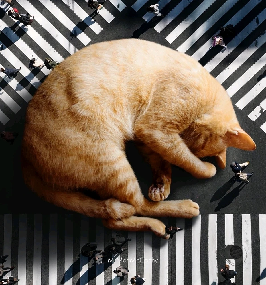 Image ajoutée par Nio