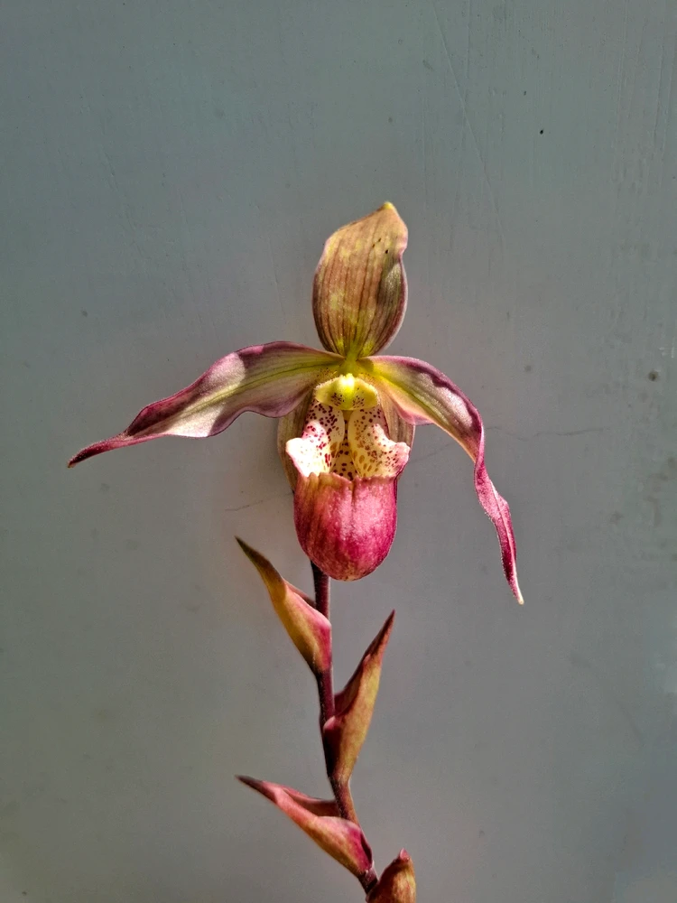 Image uploaded by Edo