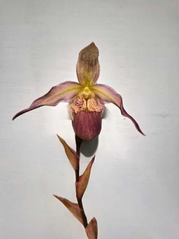 Image uploaded by Edo