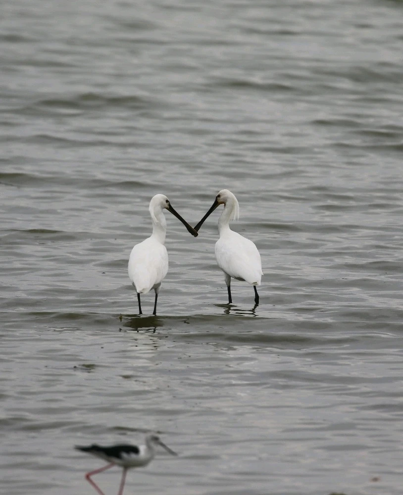 GIF uploaded by Sathyanaarayan