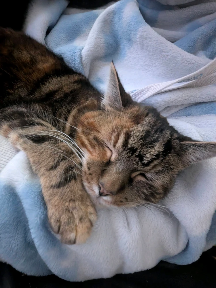 GIF uploaded by Jeremy Griffiths