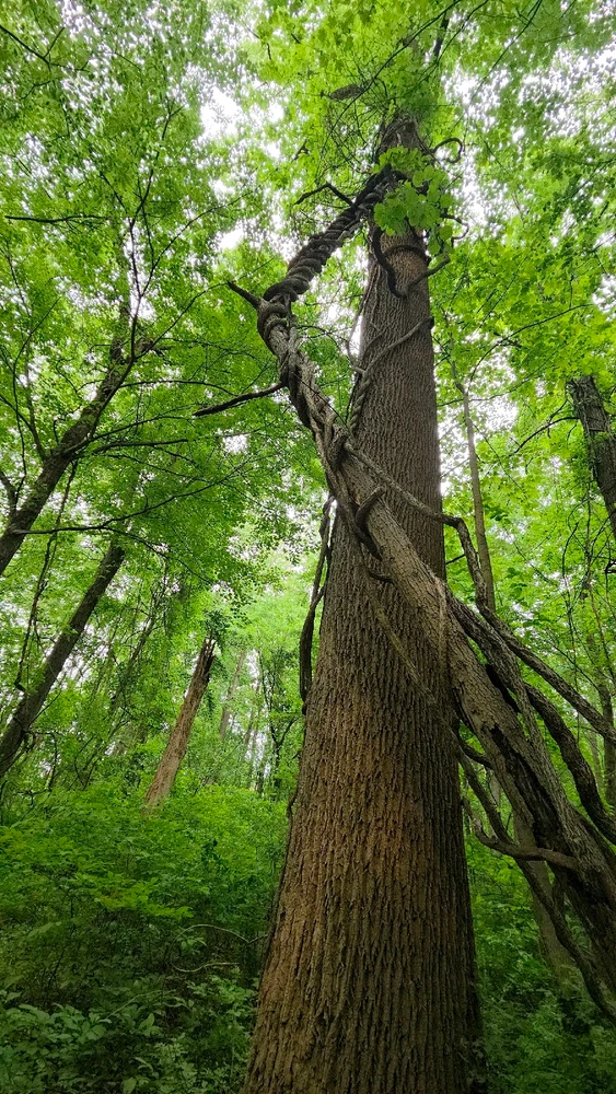 Image uploaded by Alicia