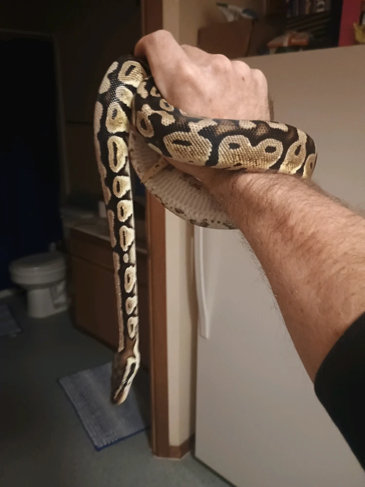 Image uploaded by Auzzy