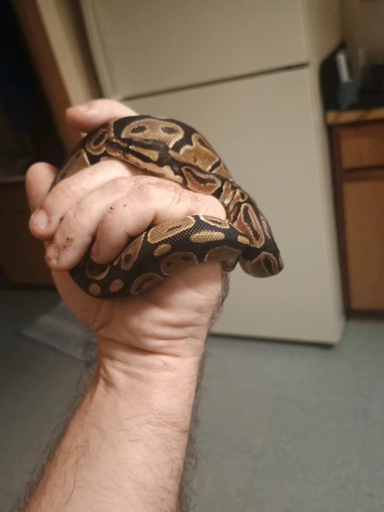 Image uploaded by Auzzy