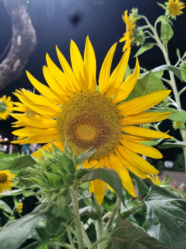 Image uploaded by Zia_