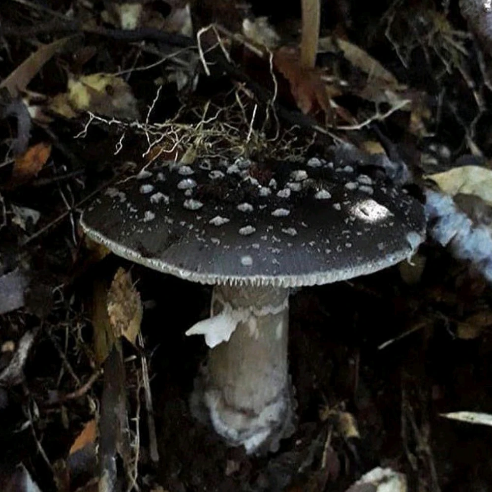 Image ajoutée par Nio