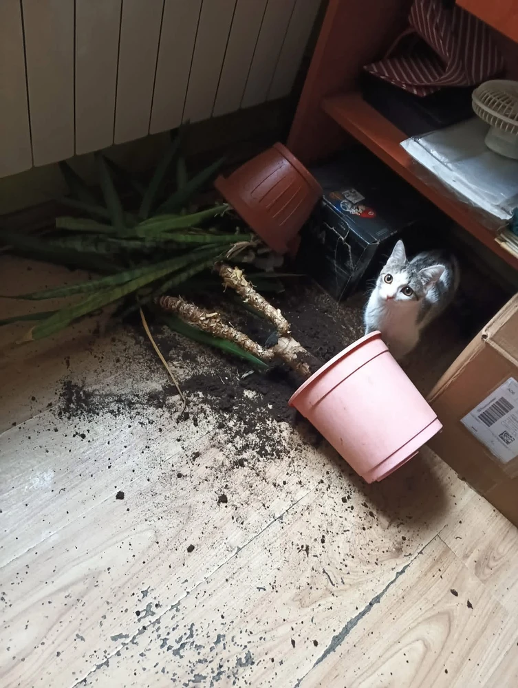 GIF uploaded by Klaudia