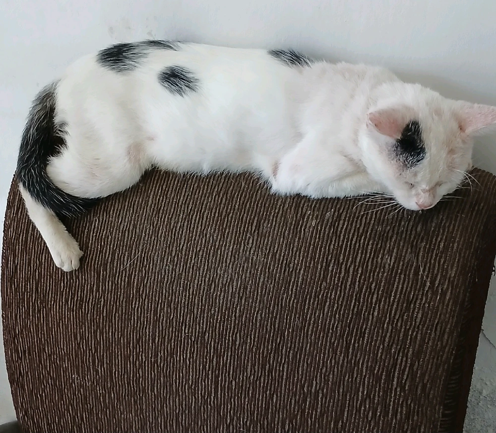 GIF enviado por Kelly