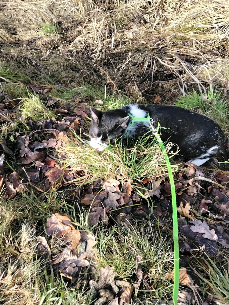 Obrázek nahrál Svatava