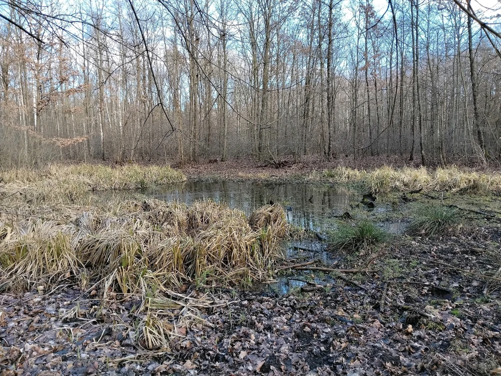 Obrázek nahrál Svatava