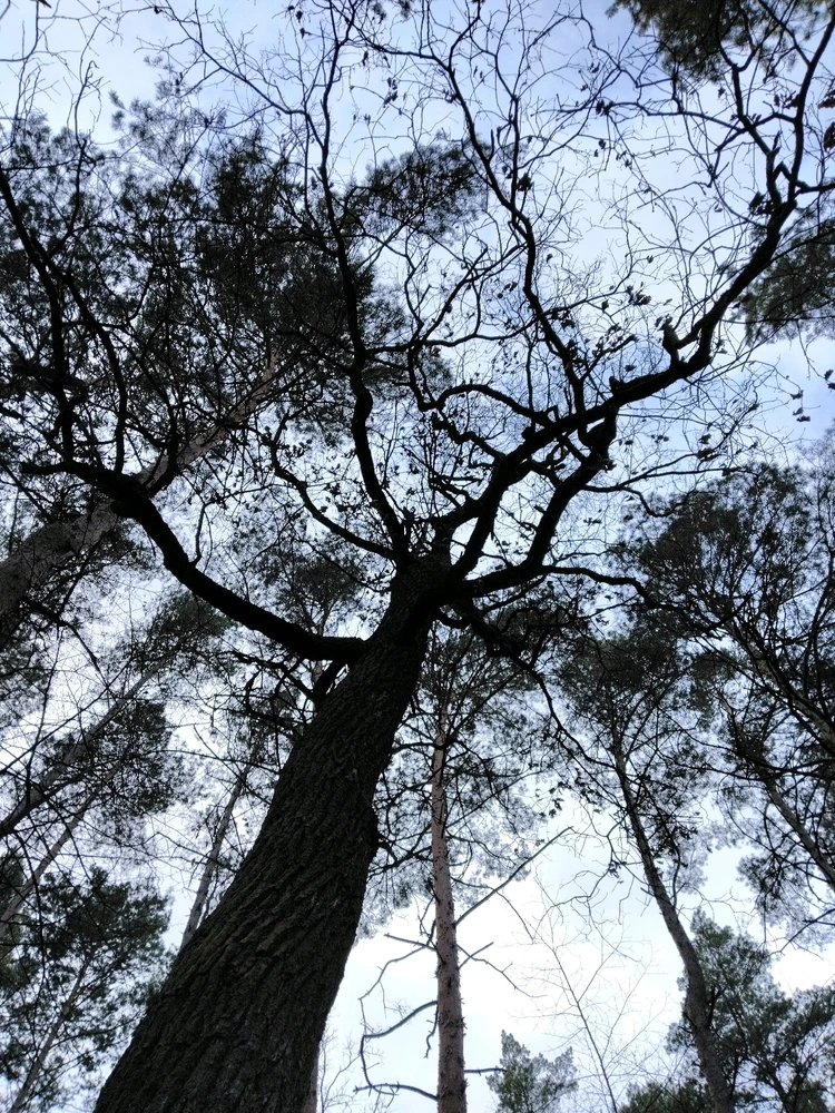 Obrázek nahrál Svatava