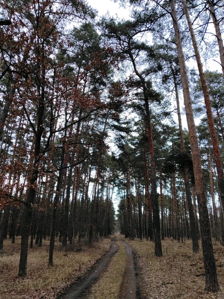 Obrázek nahrál Svatava