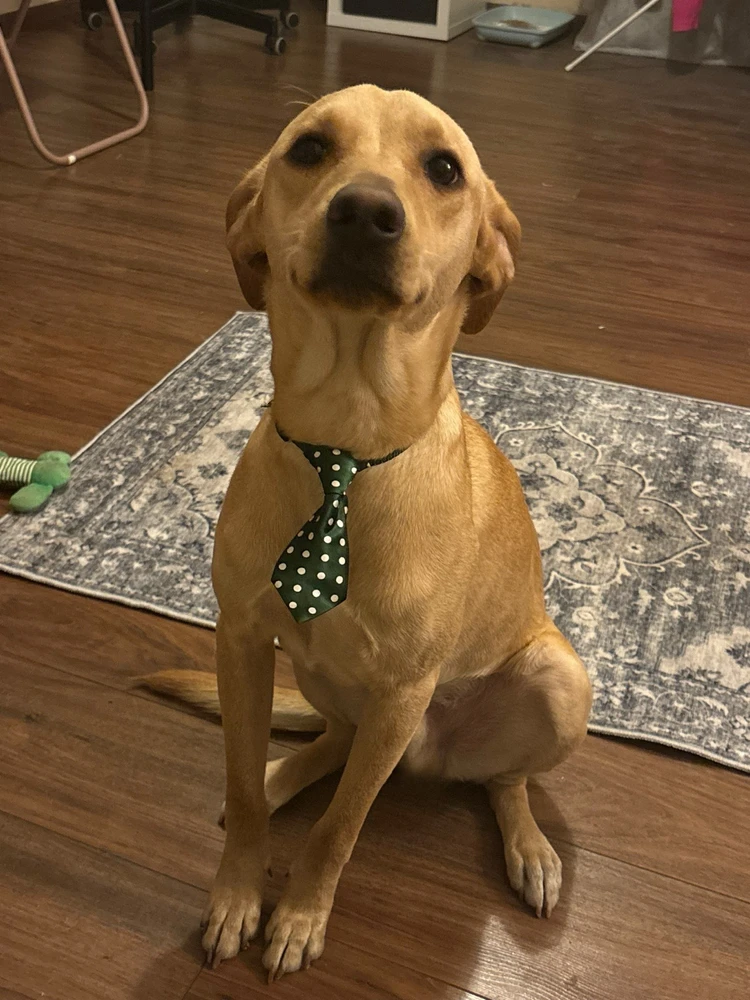 Fanni által feltöltött GIF