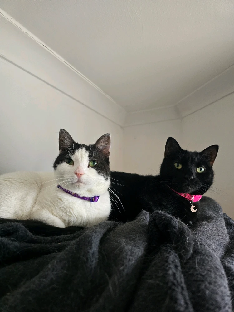 GIF uploaded by Seán