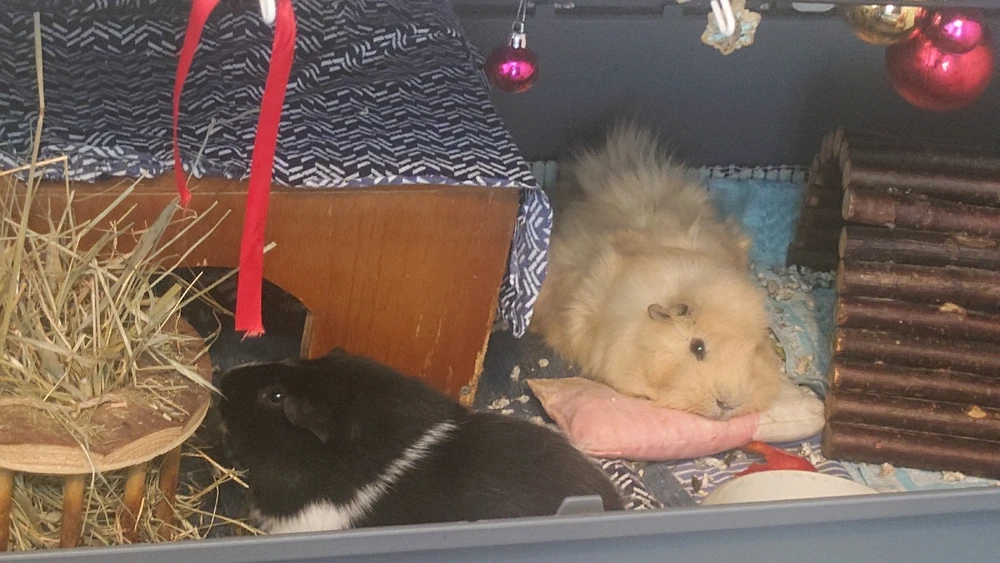 GIF diunggah dening Cristi